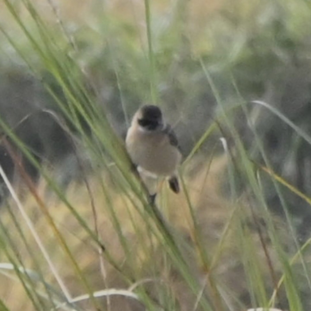 bramborníček sibiřský - ML646514446