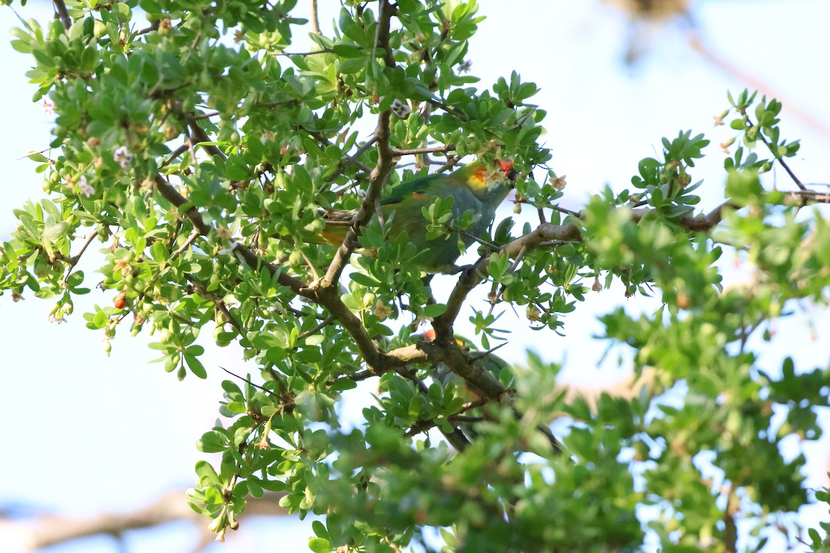 Purple-crowned Lorikeet - ML646514447