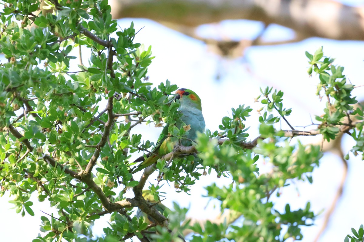 Purple-crowned Lorikeet - ML646514448
