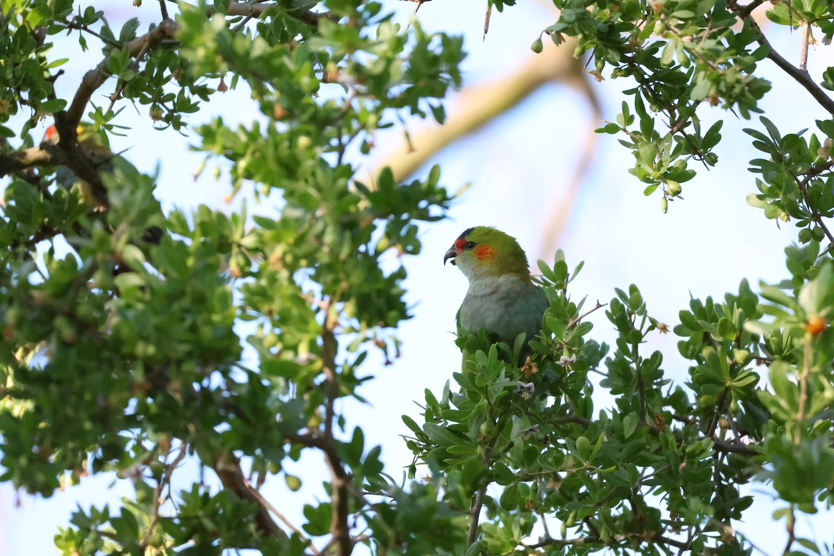 Purple-crowned Lorikeet - ML646514449