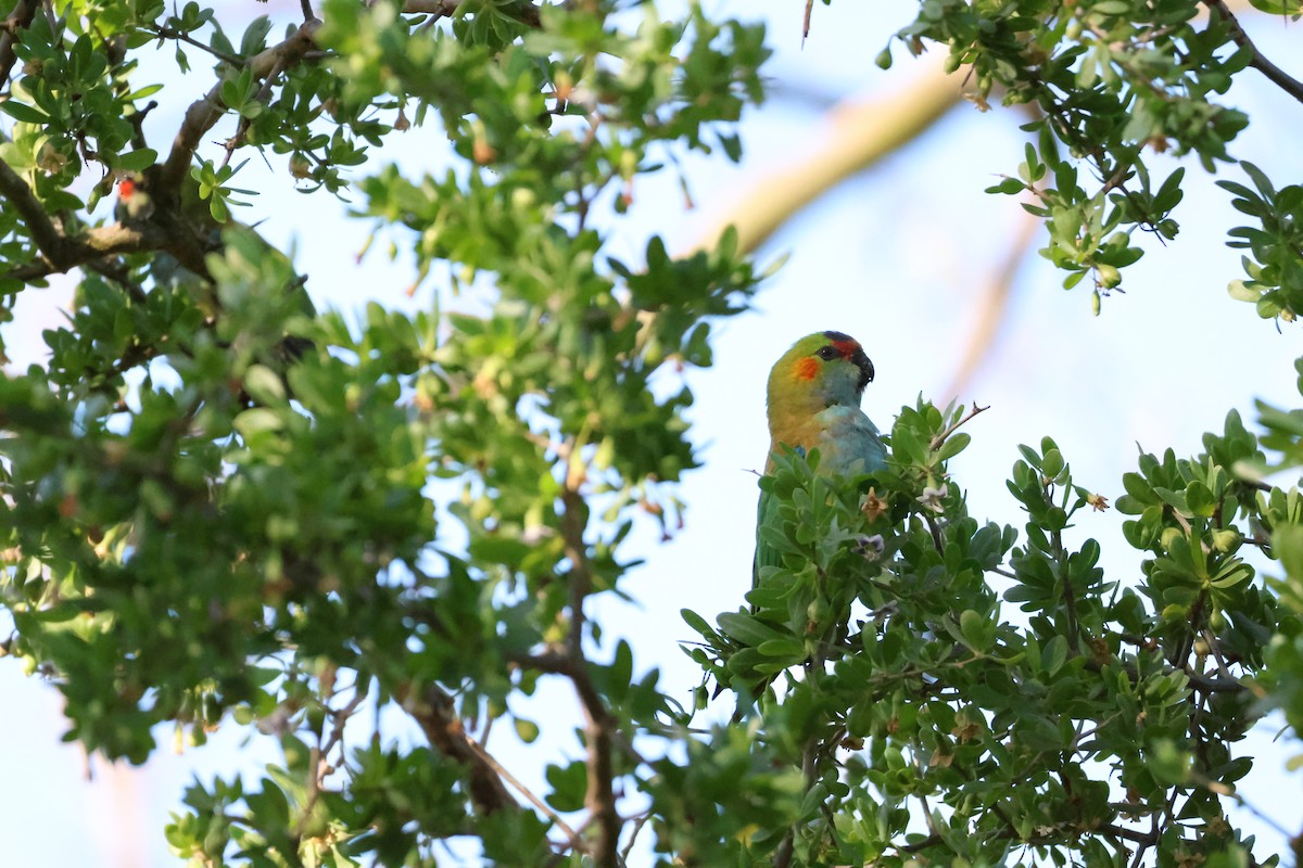 Purple-crowned Lorikeet - ML646514450