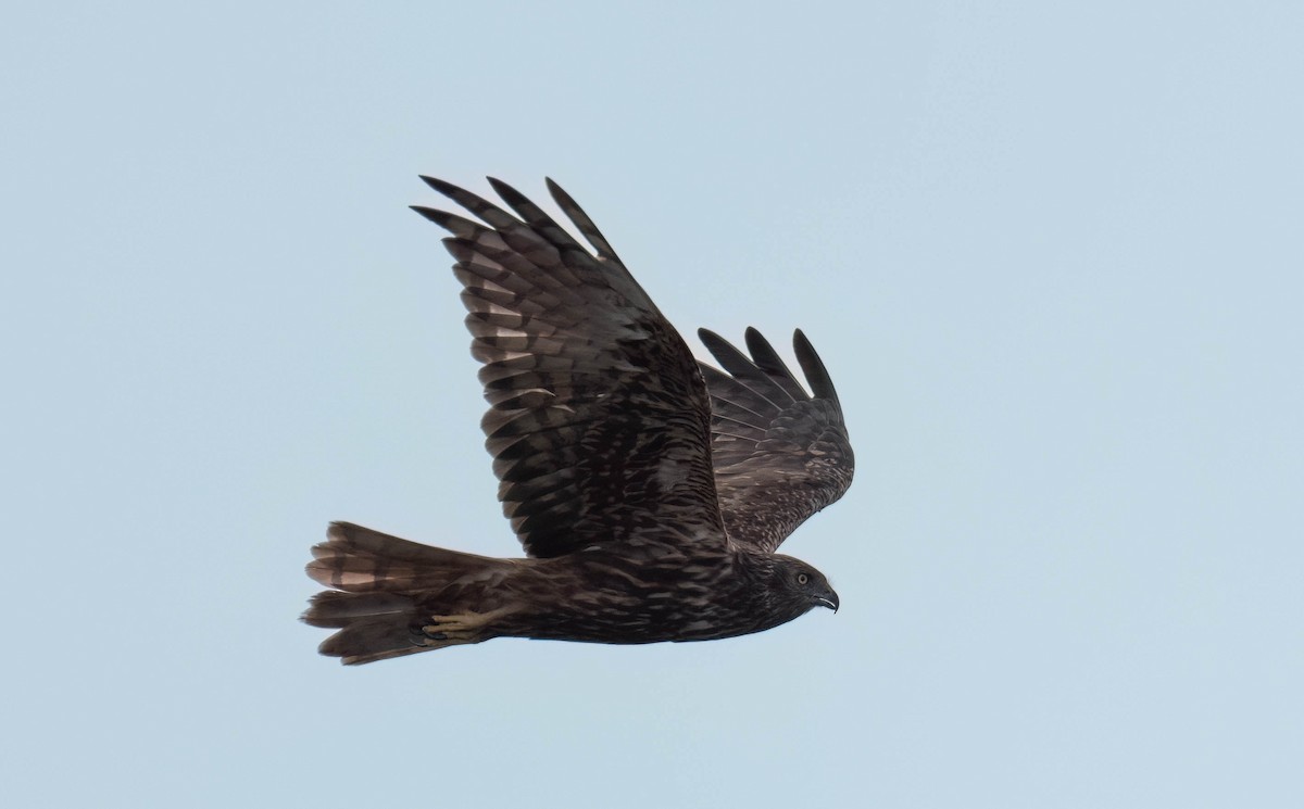 moták východní - ML646514458