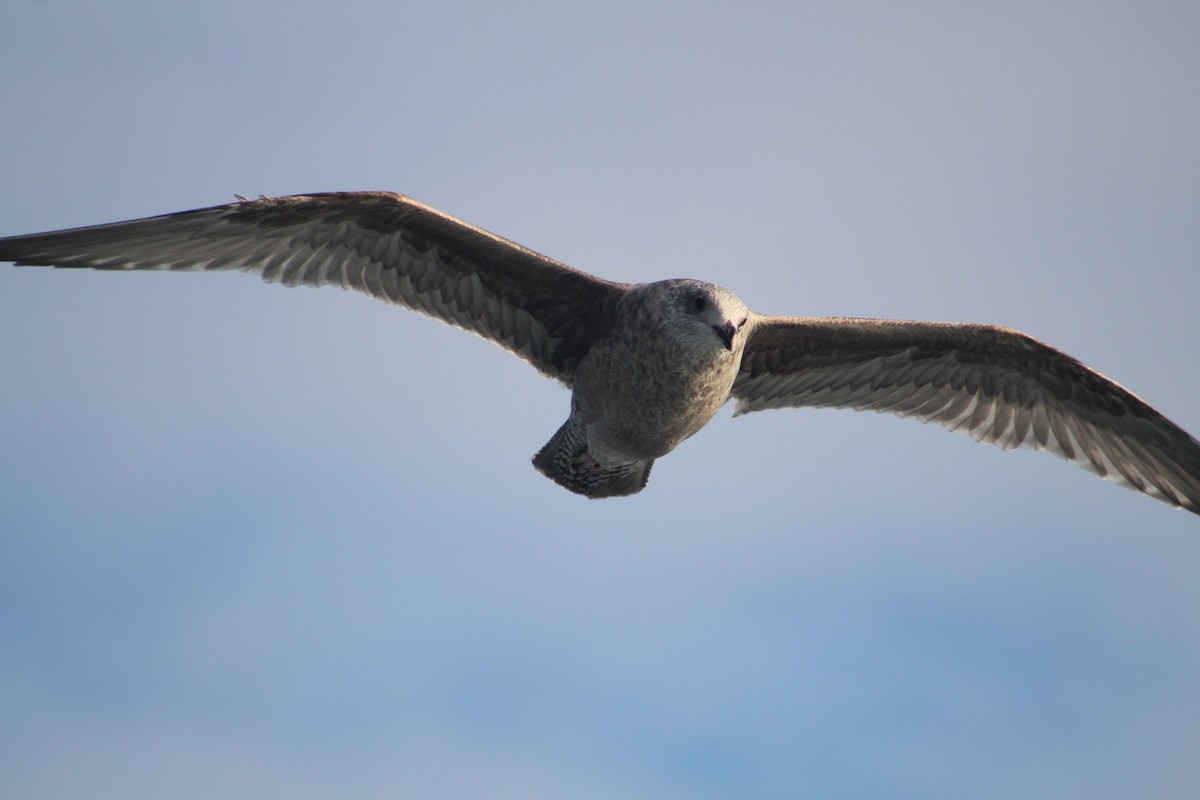 Американская чайка - ML646514461