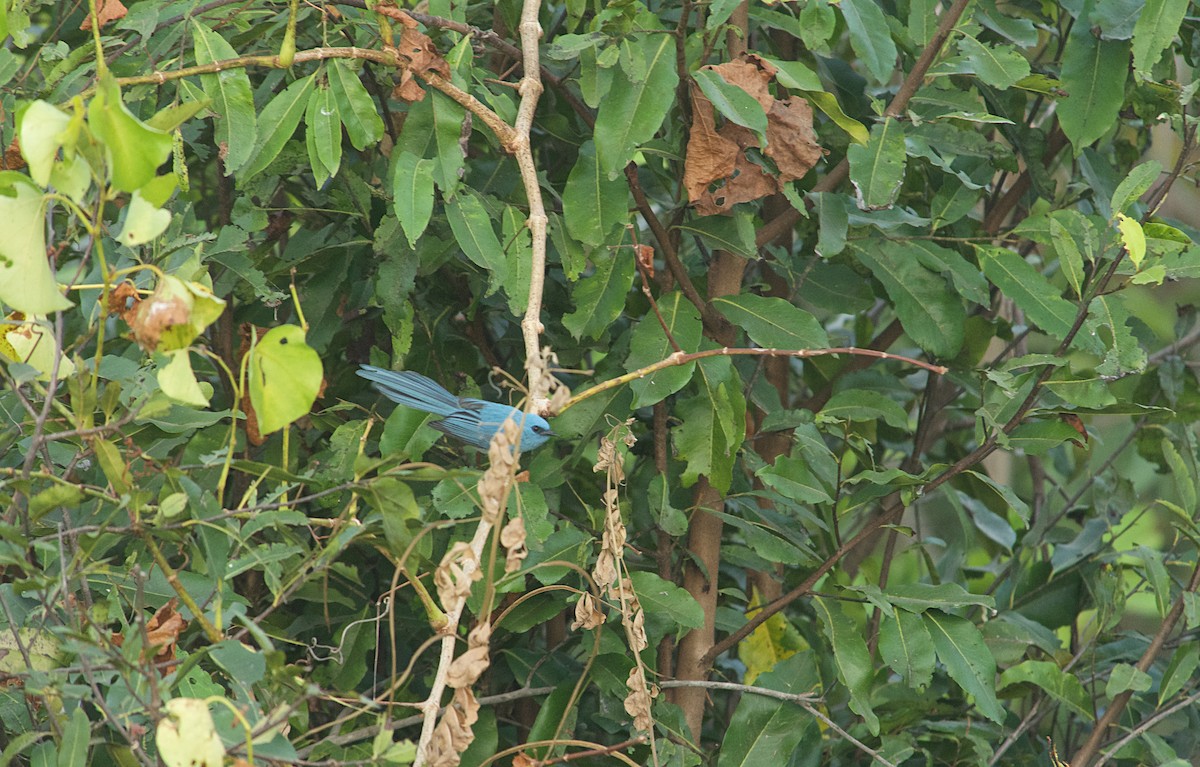 Blauhaubenschnäpper - ML646514462