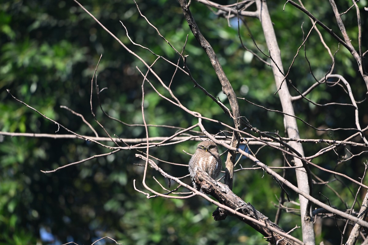 Asian Barred Owlet - ML646514467