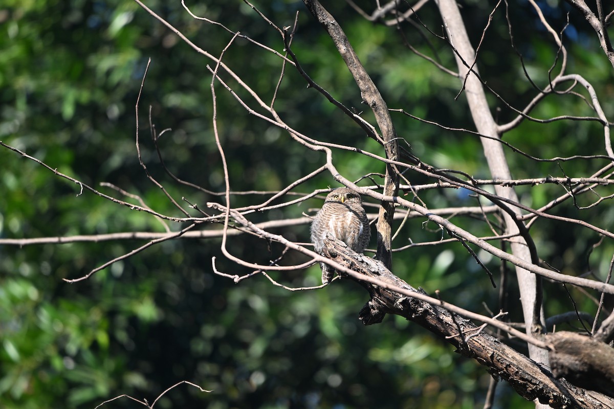 Asian Barred Owlet - ML646514468