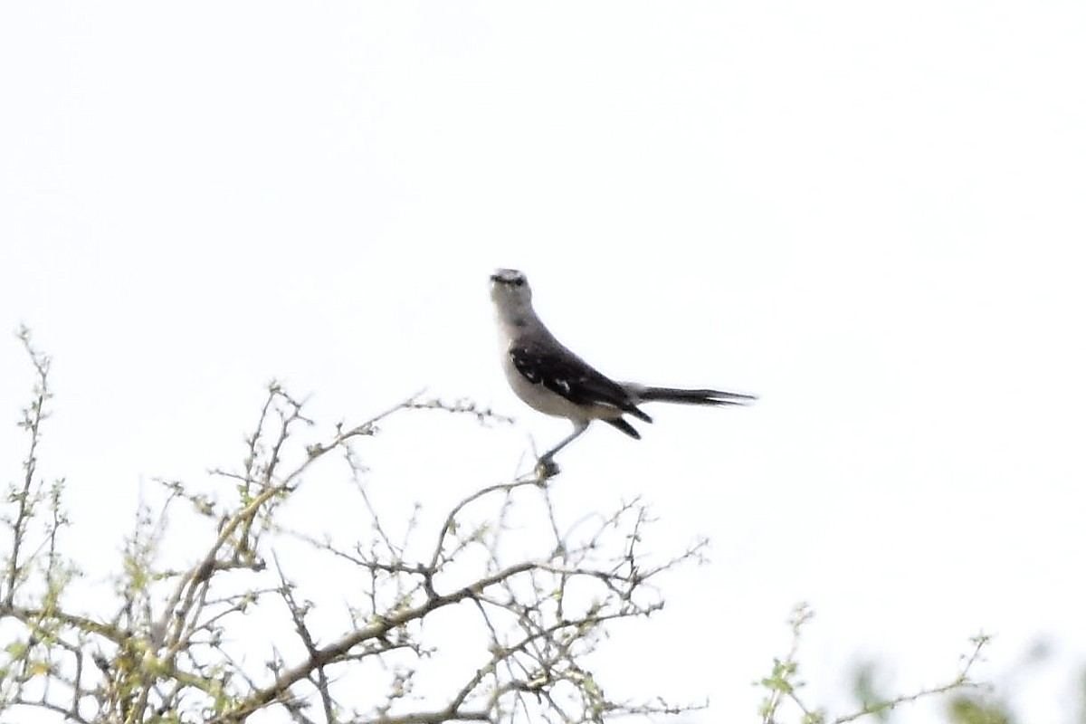 Chalk-browed Mockingbird - ML646514469