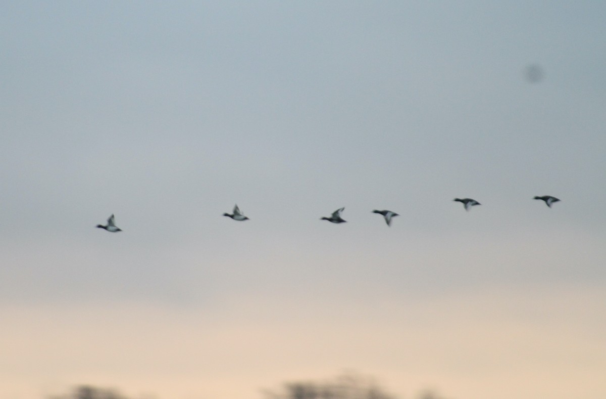 Tufted Duck - ML646514472