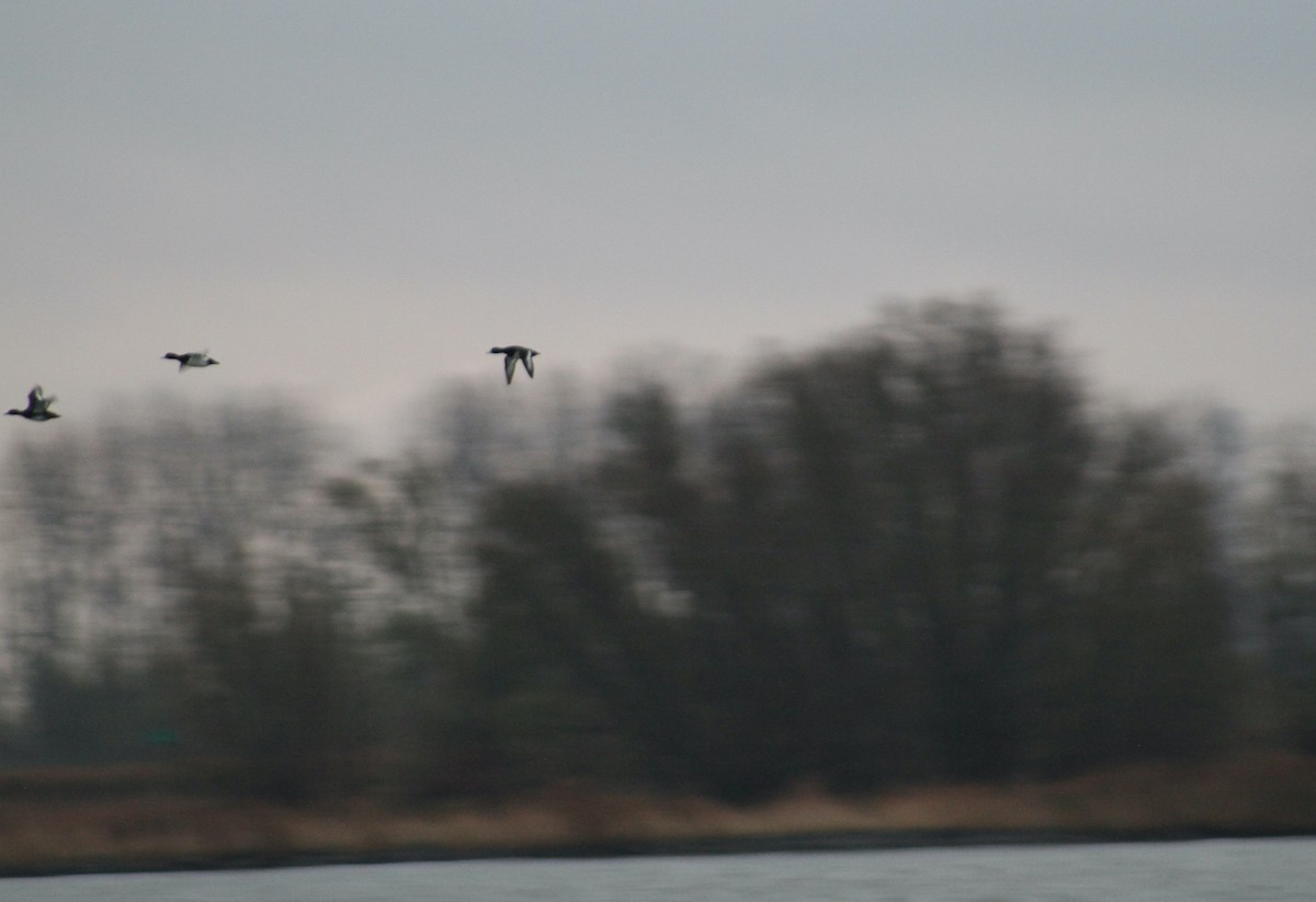 Tufted Duck - ML646514475