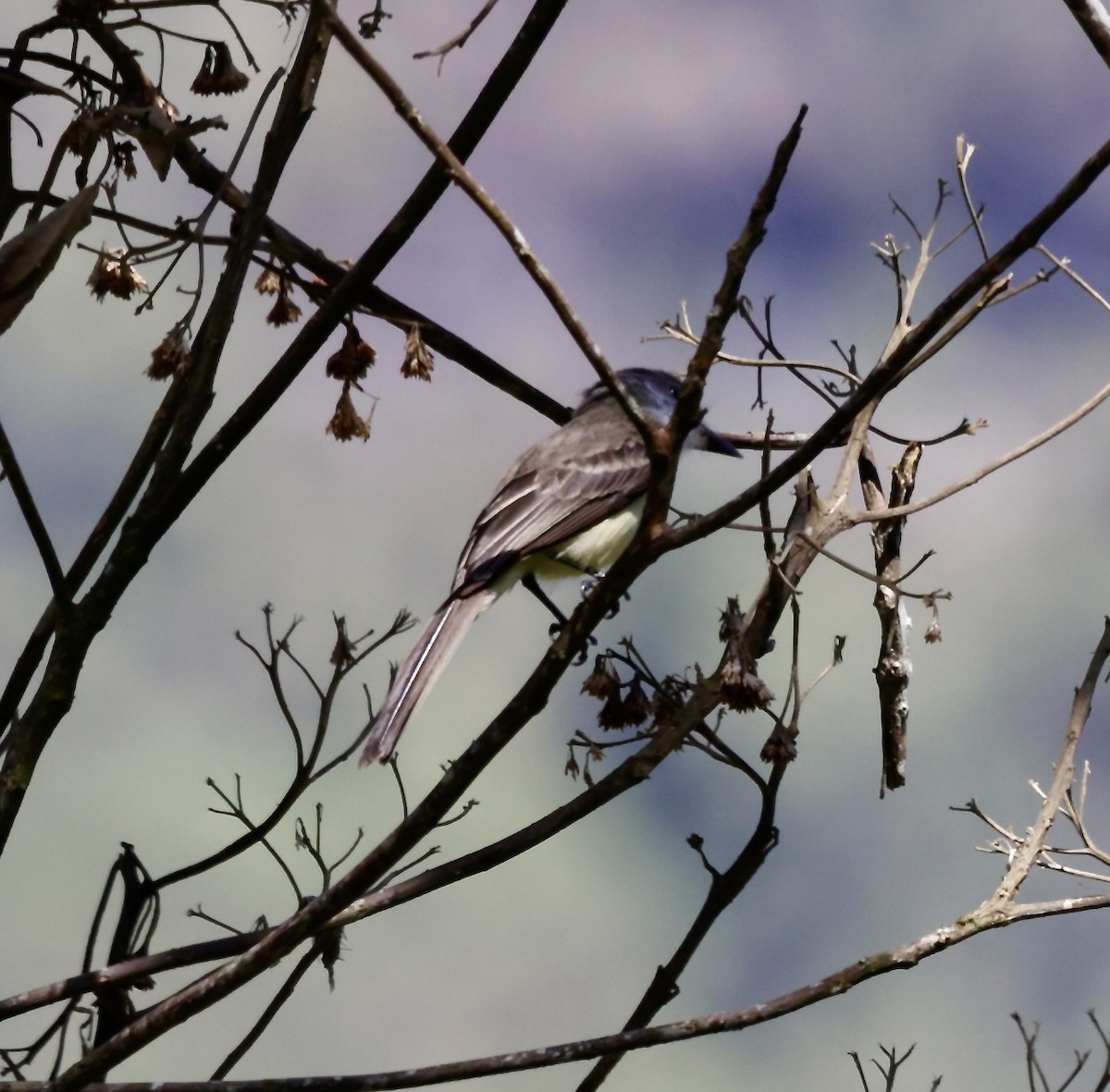 Short-crested Flycatcher - ML646514476