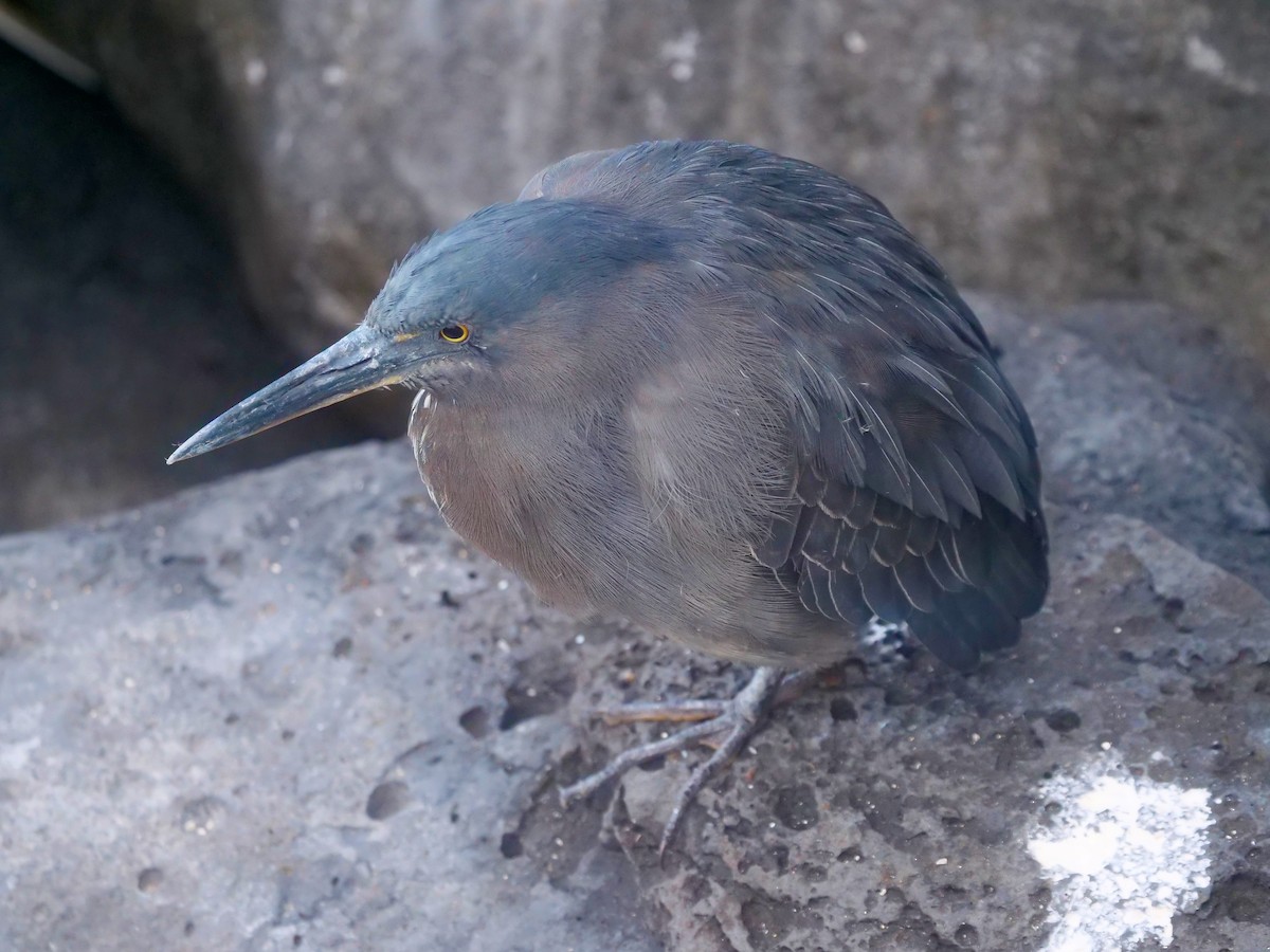 Garcilla de Galápagos - ML646514477
