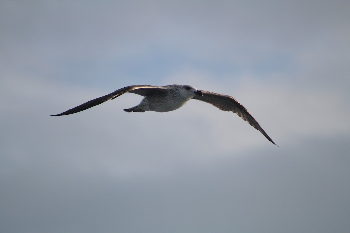 Клуша - ML646514480