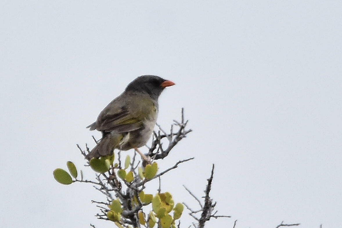 Great Pampa-Finch - ML646514490