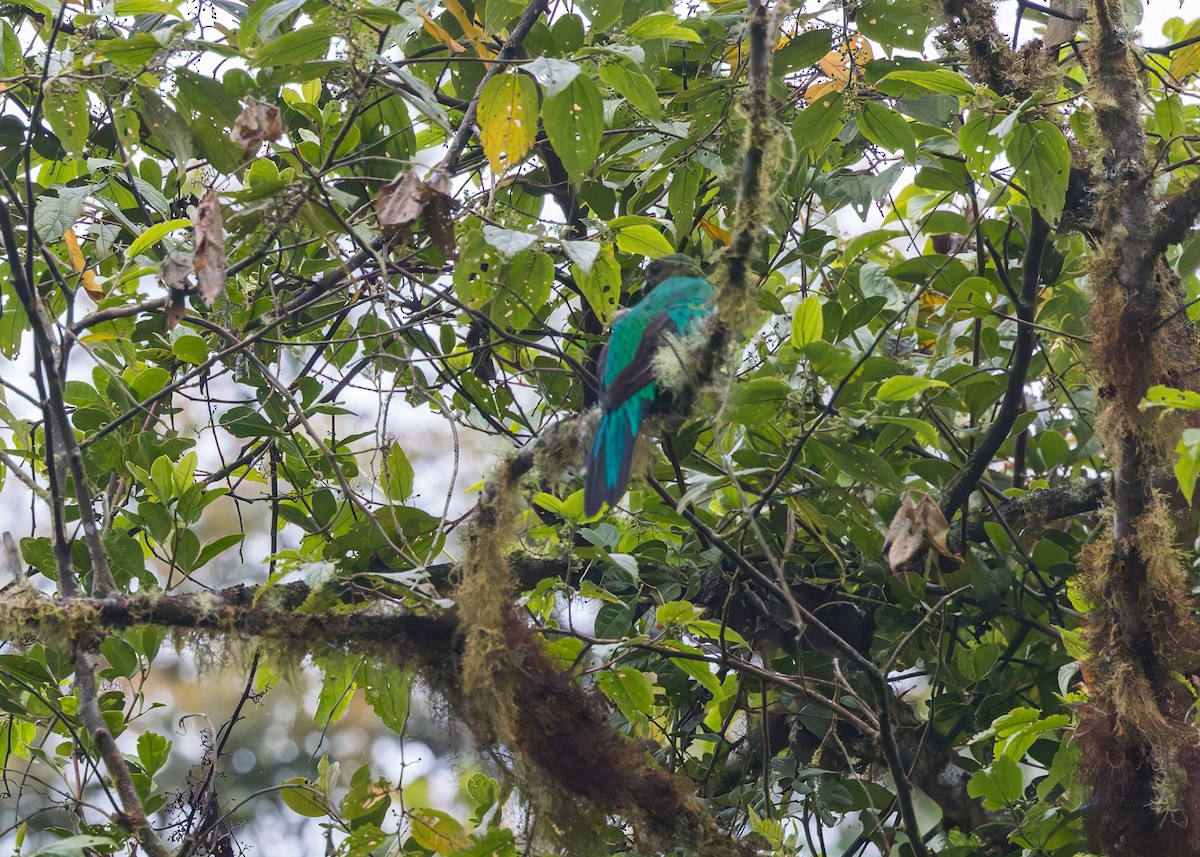 Quetzal doré - ML646514492