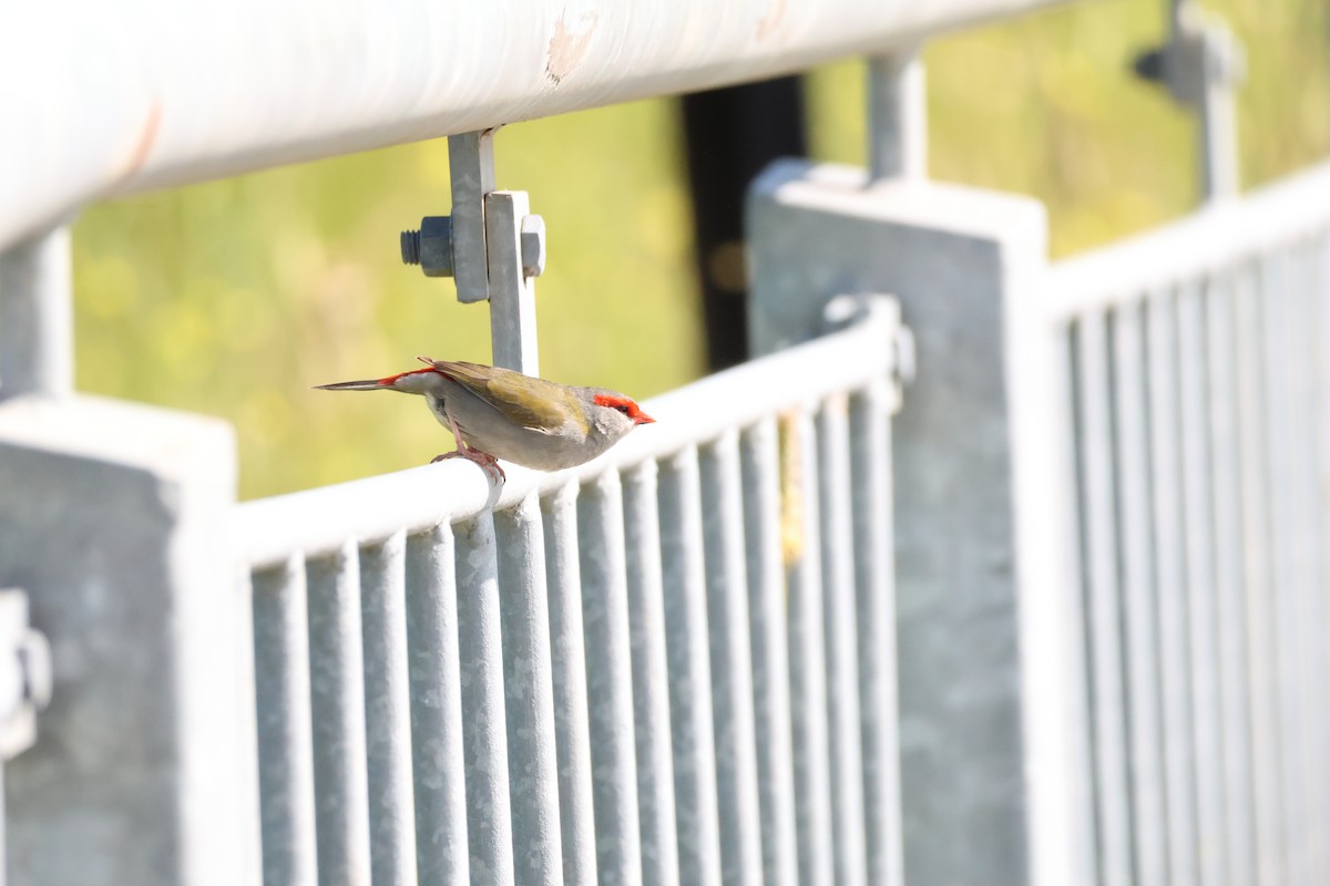 Diamante Cejirrojo - ML646514493