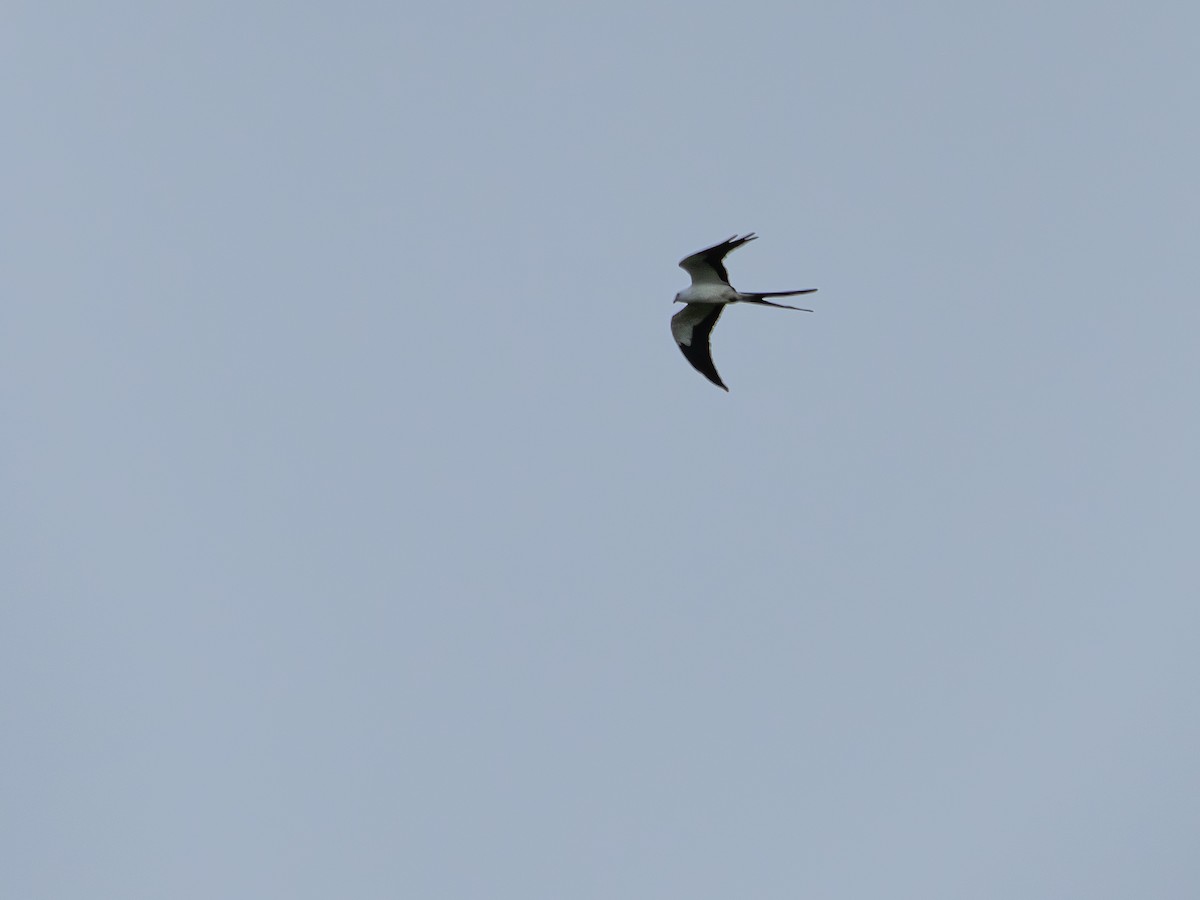 Swallow-tailed Kite - ML646514496