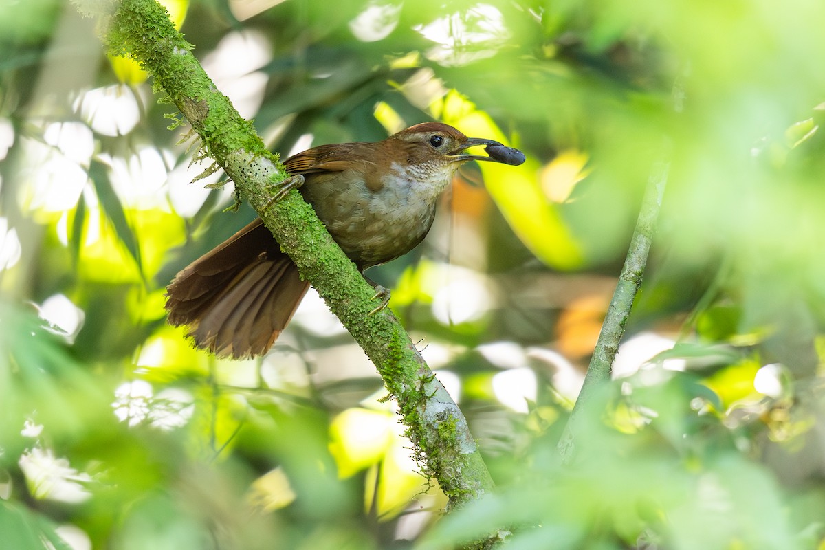 Canebrake Groundcreeper - ML646514499