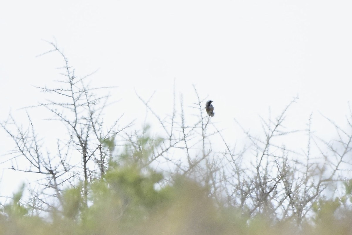 Many-colored Chaco Finch - ML646514500