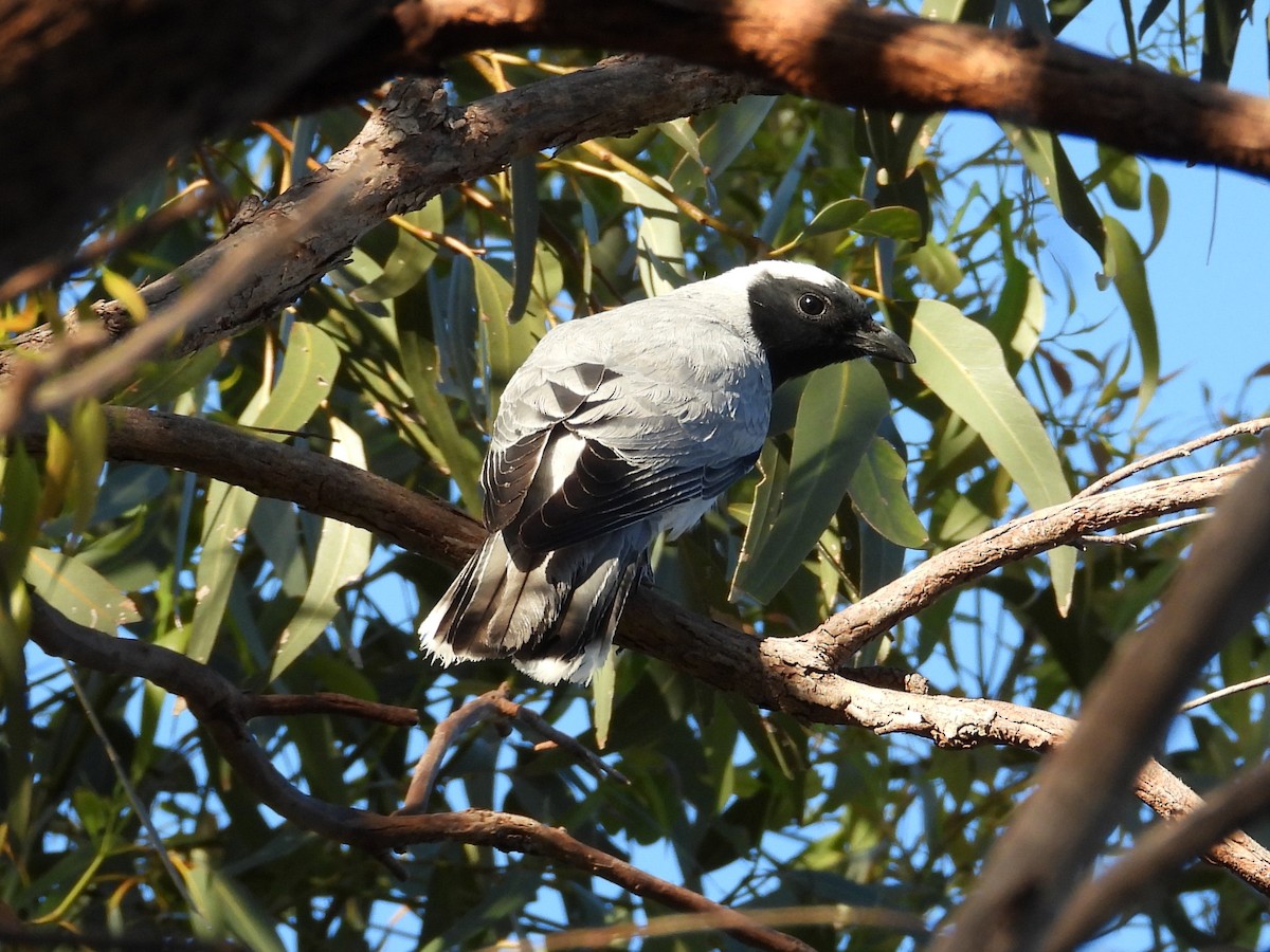 Black-faced Cuckooshrike - ML646514501