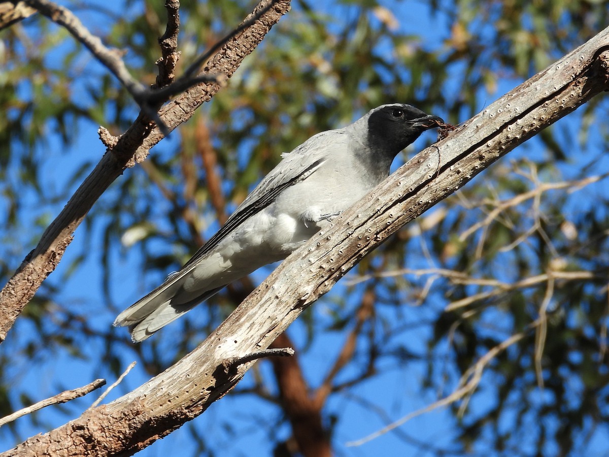 Black-faced Cuckooshrike - ML646514502