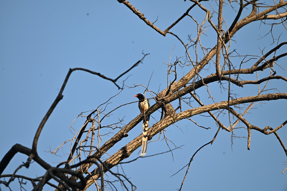 Red-billed Blue-Magpie - ML646514505