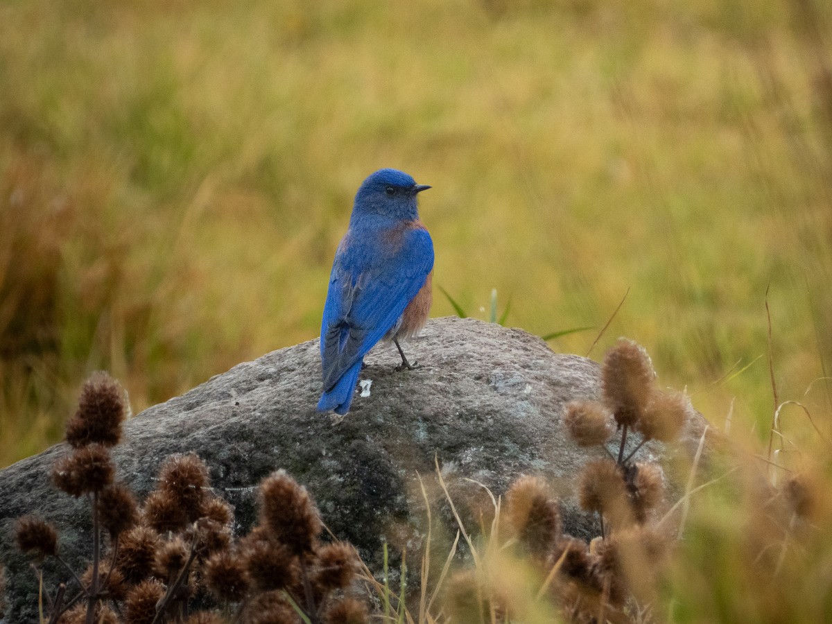Western Bluebird - ML646514506