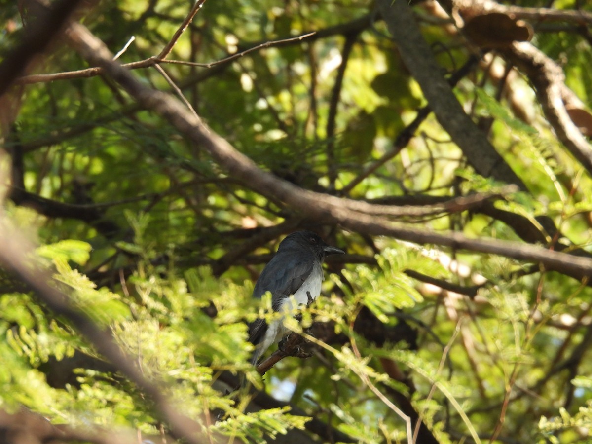 drongo šedobřichý - ML646514516