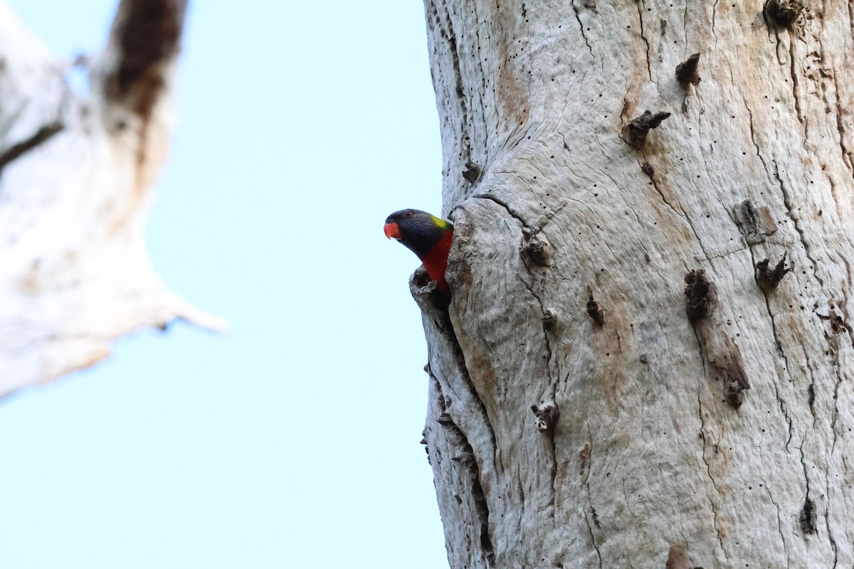 Rainbow Lorikeet - ML646514517