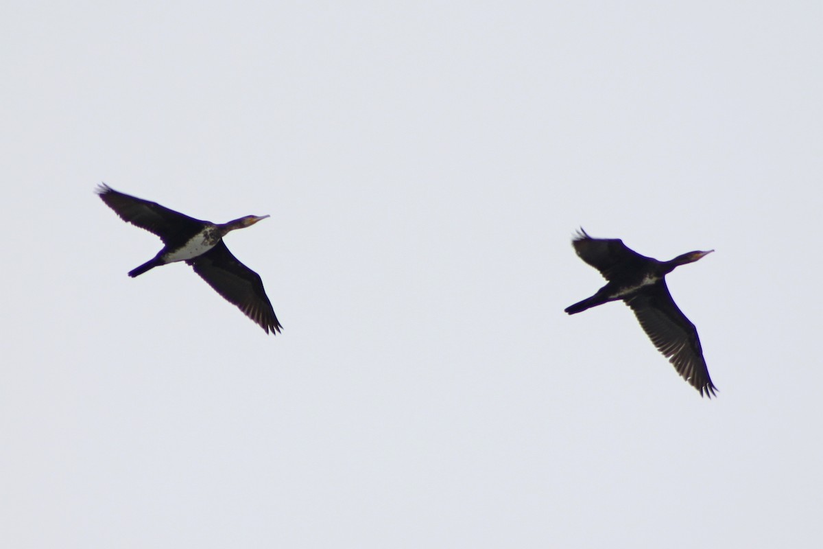 Great Cormorant - ML646514519