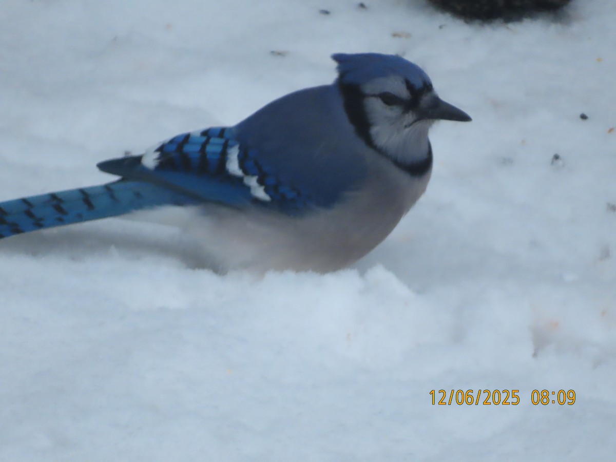 Blue Jay - ML646514534