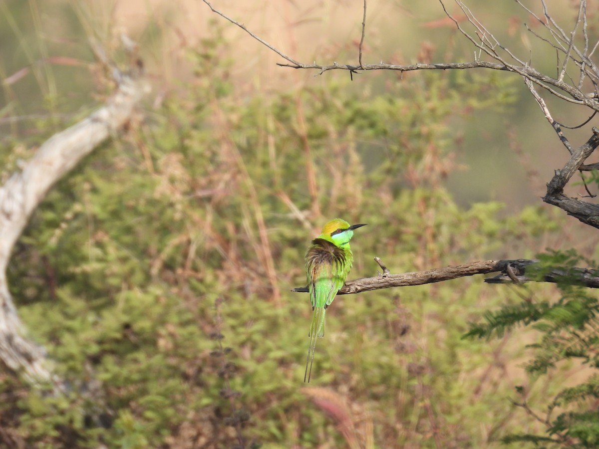 vlha indická - ML646514535