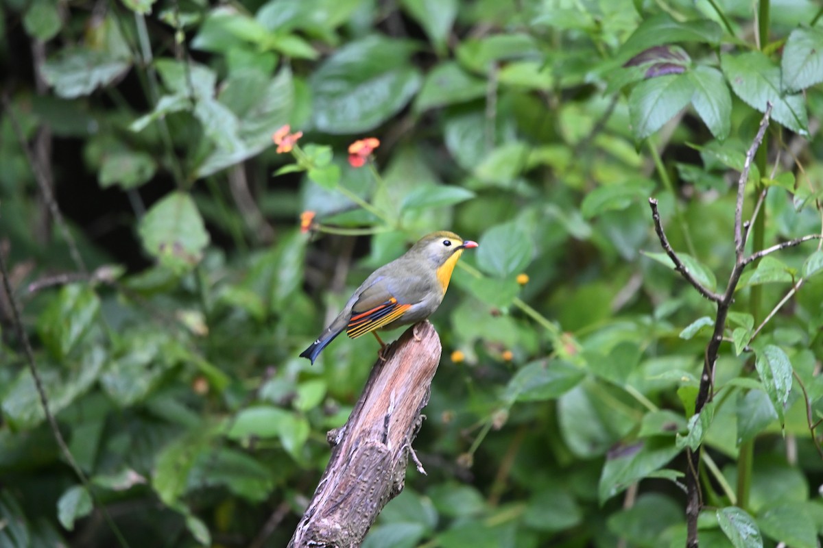 Red-billed Leiothrix - ML646514550