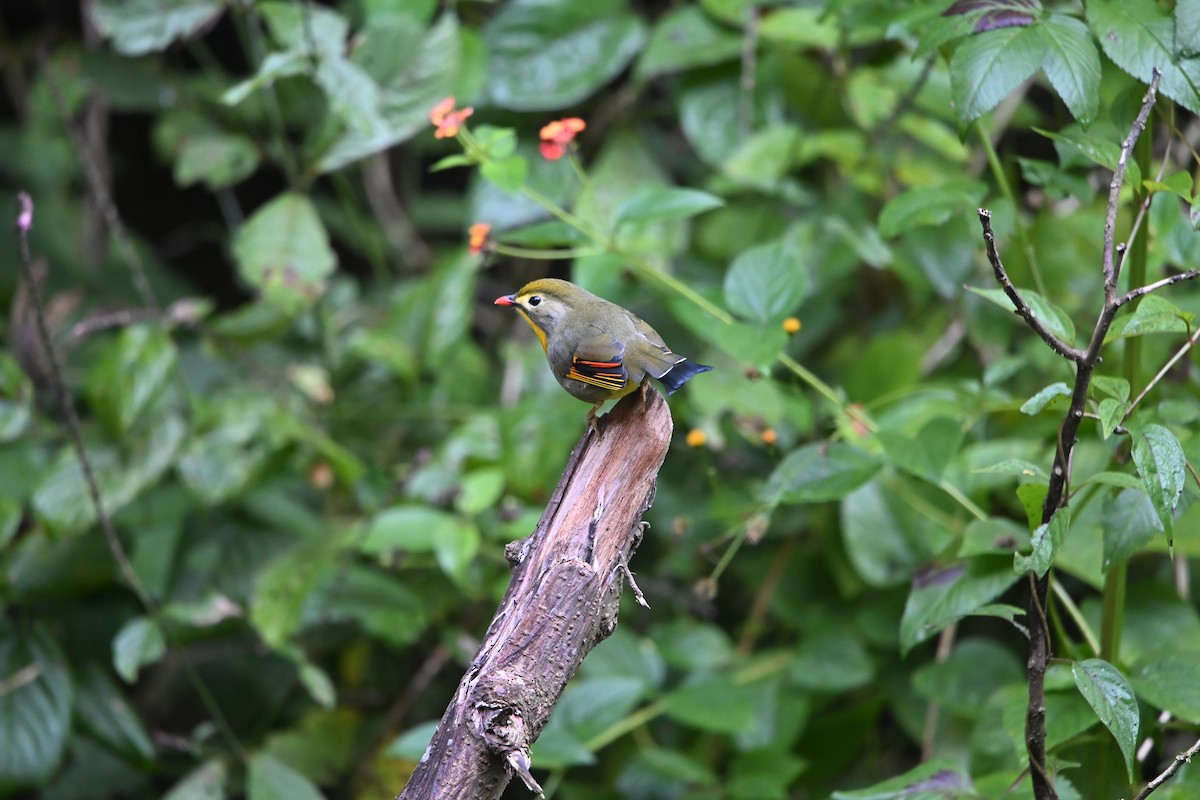 Red-billed Leiothrix - ML646514551