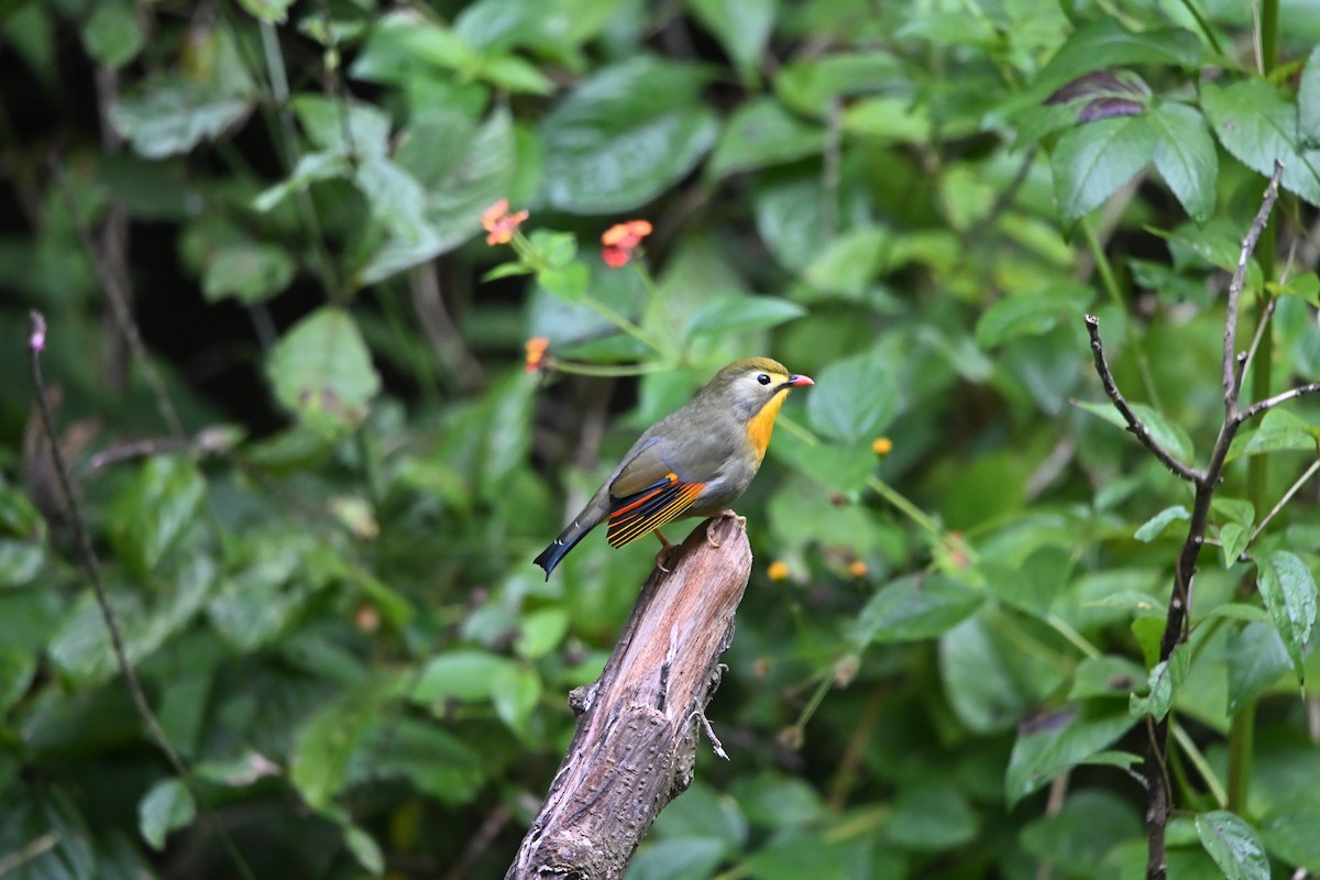 Red-billed Leiothrix - ML646514552