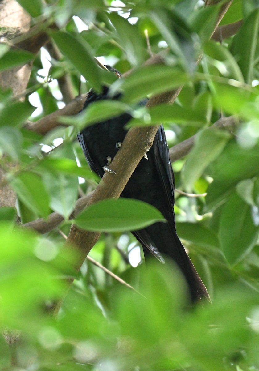 Asienkoel - ML646514554