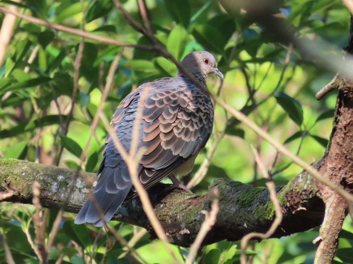 Tórtola Oriental - ML646514555