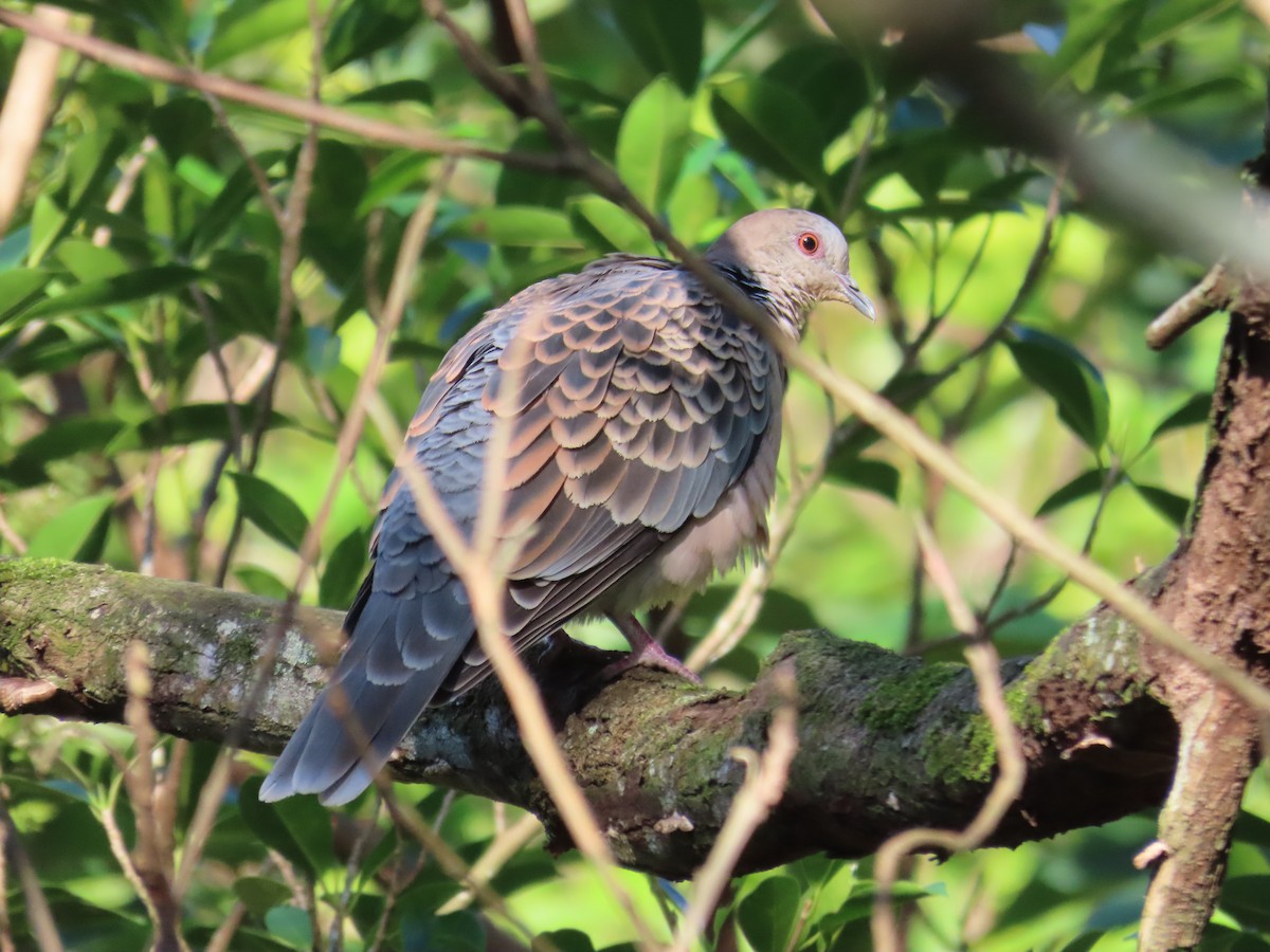 Tórtola Oriental - ML646514556