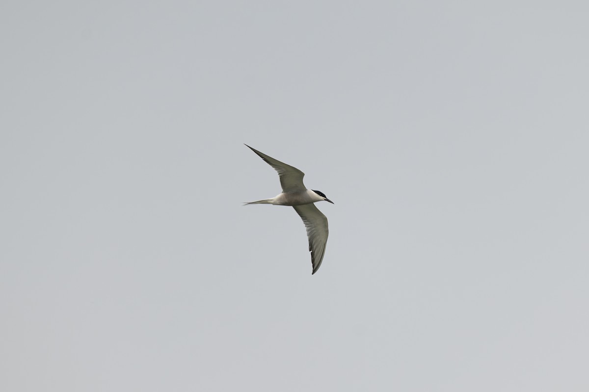 Common Tern - ML646514558