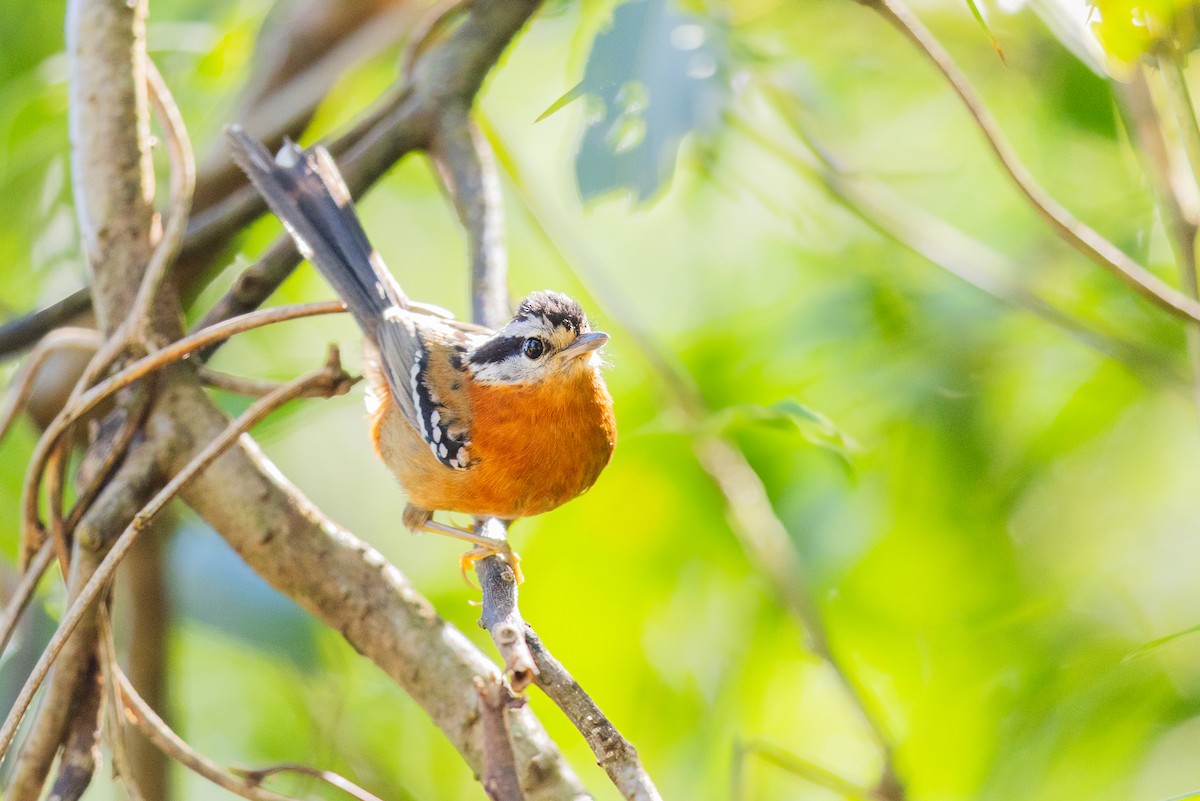 Bertoni's Antbird - ML646514559