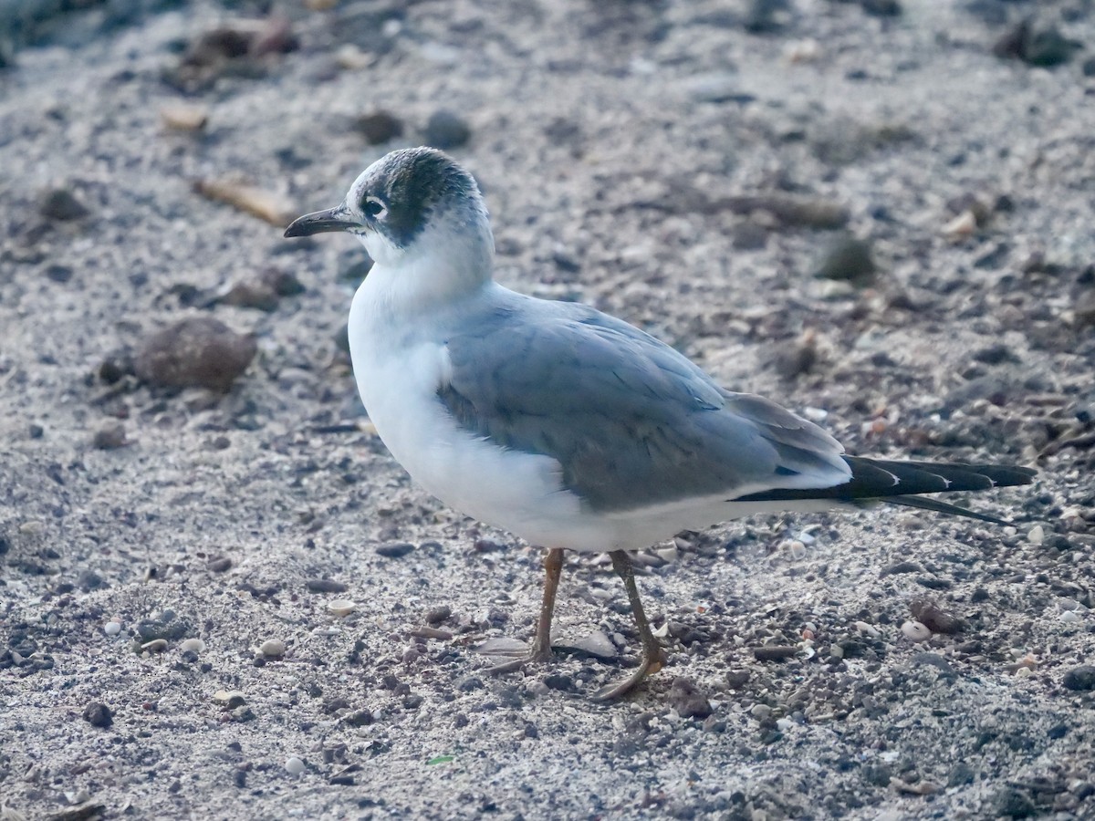 Gaviota Pipizcan - ML646514560
