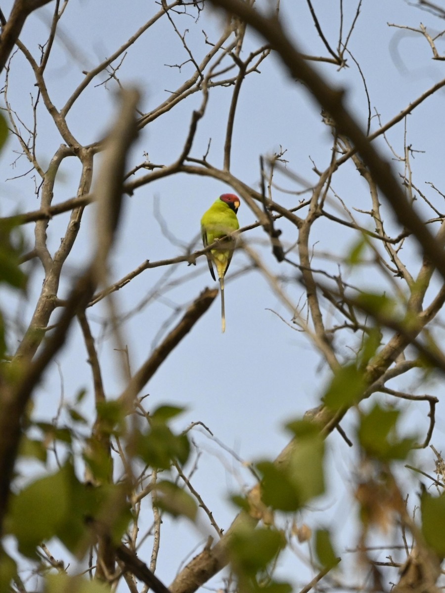 Plum-headed Parakeet - ML646514562