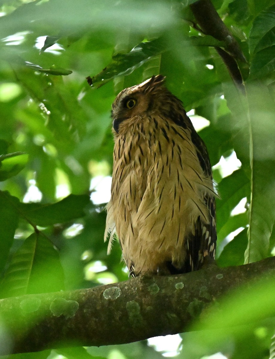 Sundafischuhu - ML646514563