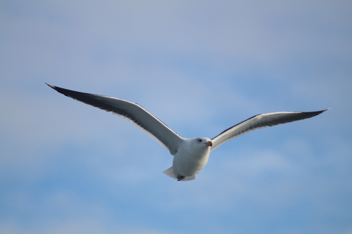 Морская чайка - ML646514565