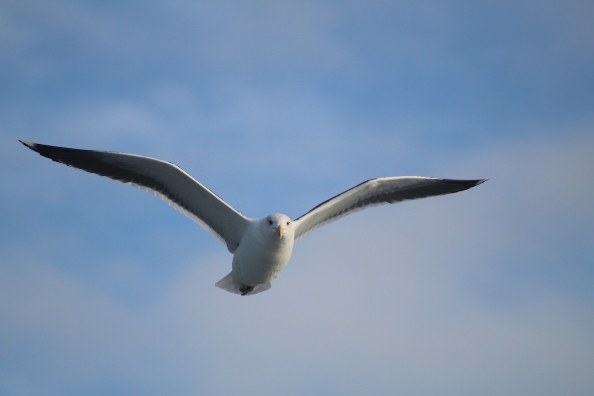 Морская чайка - ML646514566