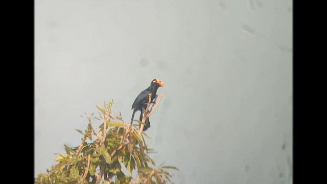 Violet Turaco - ML646514567