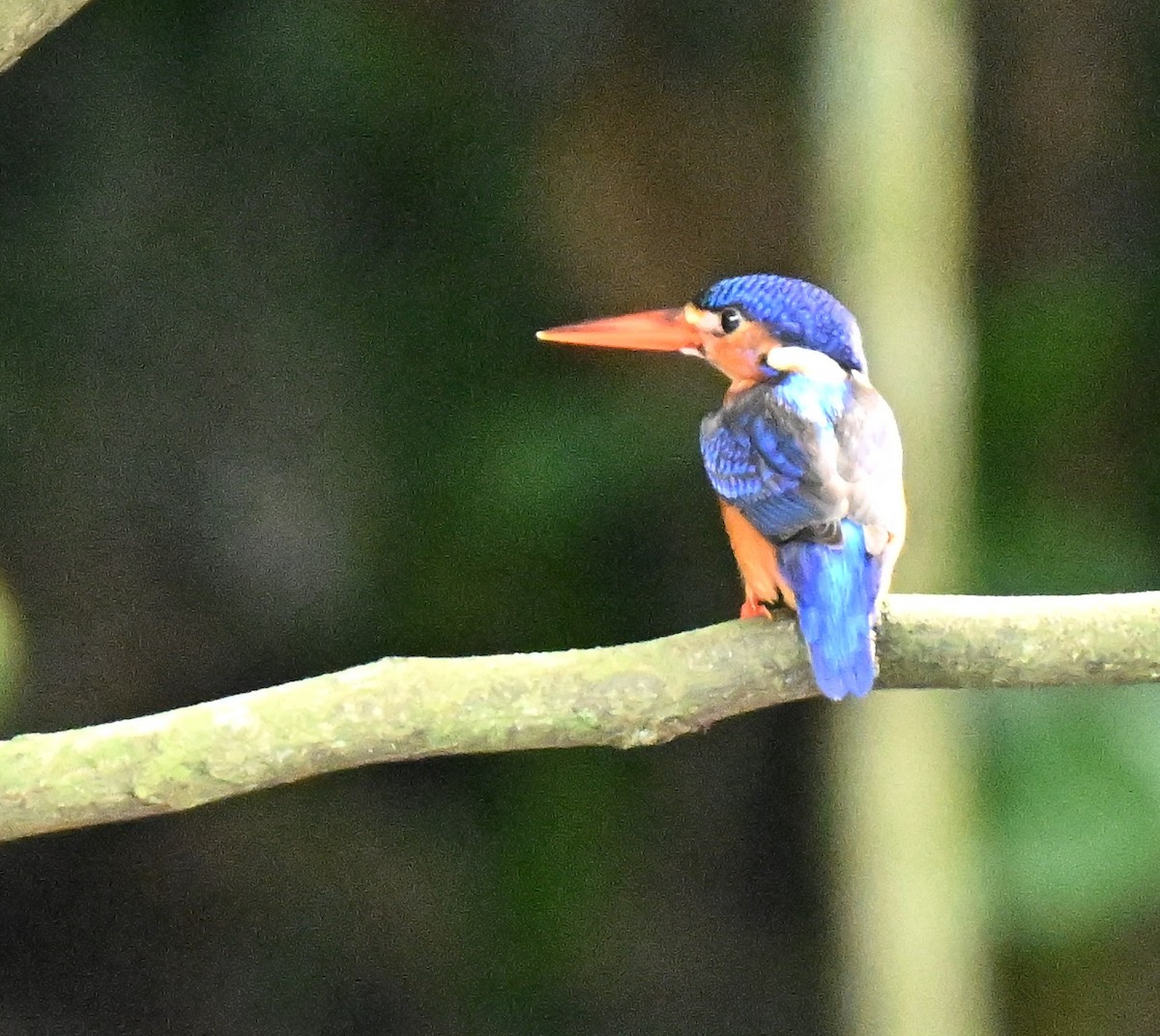 Menintingeisvogel - ML646514578