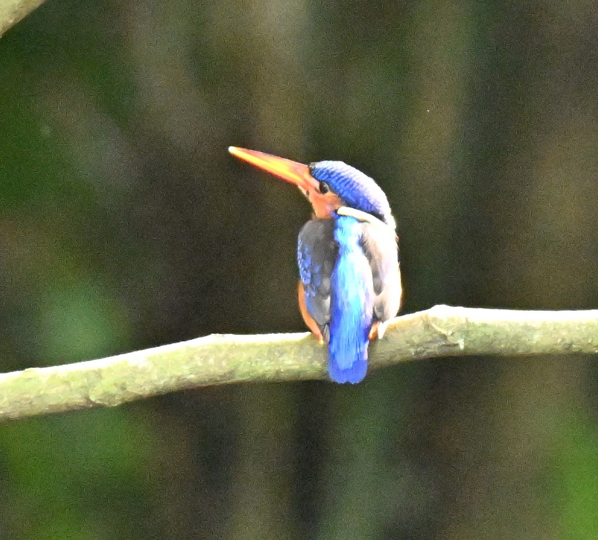 Menintingeisvogel - ML646514579