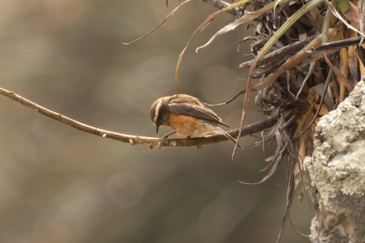 Graurücken-Schmätzertyrann - ML646514580