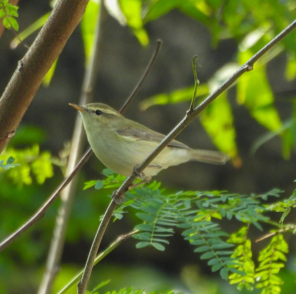 budníček zelený - ML646514581