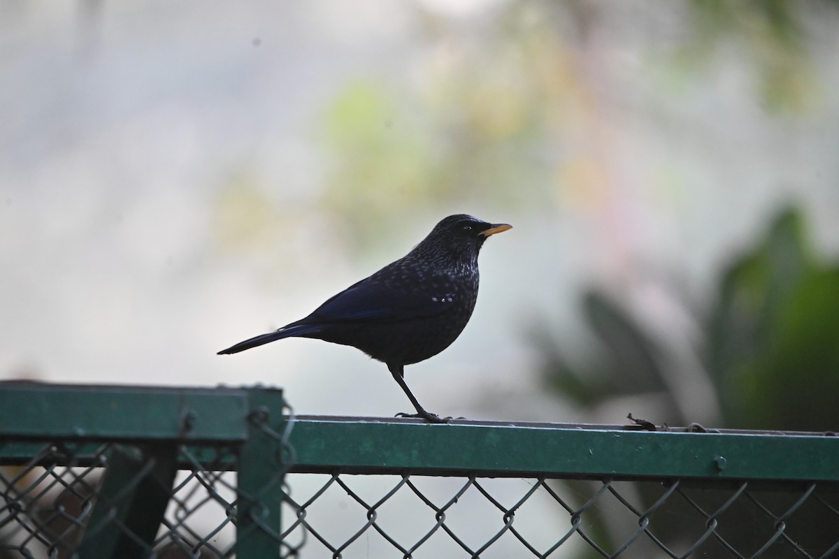 Blue Whistling-Thrush - ML646514582